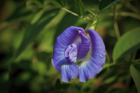Closeup of a single blue pea flower on a branch