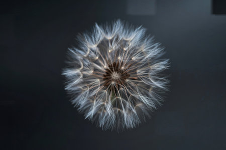 This image features a detailed close-up of a dandelion seed head, its delicate white seeds radiating outwards against a dark, moody backdrop. The soft lighting and shallow depth of field emphasize the intricate texture and fragility of the flower. Ideal for nature, botany, or design projects needing a serene and ethereal aesthetic.の写真素材