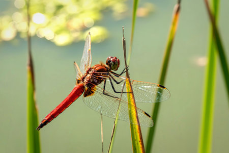 A vibrant red dragonfly with translucent wings rests delicately on a slender blade of grass near a pond, its body showcasing intricate details.の写真素材