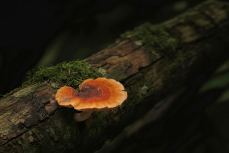 A detailed close-up shot of a single, vibrant orange mushroom thriving on a mossy log in a dark forest setting. The image evokes a sense of tranquility and natural beauty, perfect for nature documentaries, websites, or publications focusing on fungi or forest ecosystems.の写真素材