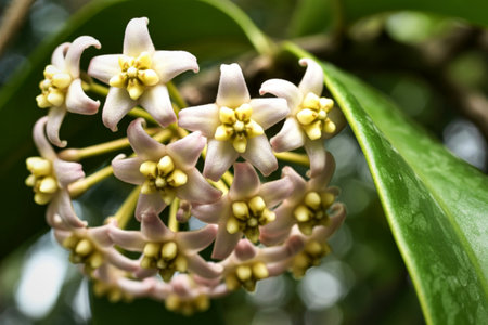 A detailed close-up captures a cluster of delicate, pale pink Hoya flowers with yellow centers, blooming against a backdrop of vibrant green foliage.の写真素材