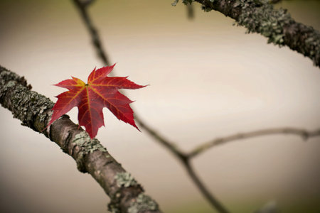 A vibrant red maple leaf rests delicately on a lichen-covered branch, set against a soft, blurred...