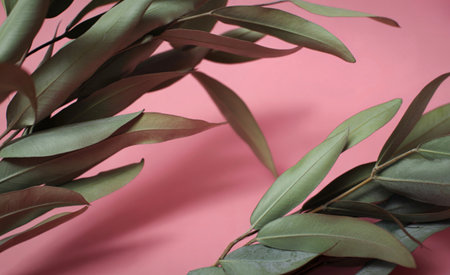 Close-up view of dried eucalyptus branches with their elongated, dusty green leaves arranged artfully against a soft, muted pink backdrop, creating a minimalist and natural aesthetic.の写真素材