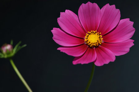 A single, fully bloomed pink cosmos flower with a yellow center is shown against a dark background. A small bud is visible on the stem.の写真素材