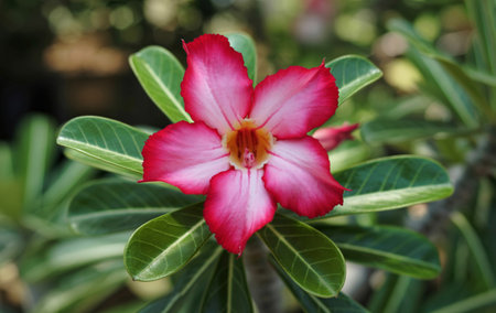 A close-up shot showcases a beautiful desert rose flower with striking pink and white petals. The bloom is surrounded by lush green leaves, with a softly blurred background.の写真素材