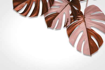 A trio of monstera deliciosa leaves, each featuring a striking bicolor pattern of rich brown and soft pink, are artfully arranged against a clean white background.の写真素材