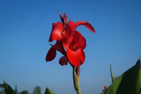 A close-up shot focuses on a striking red Canna Lily flower, its petals adorned with water droplets. The bloom stands tall against a serene, cloudless blue sky.の写真素材