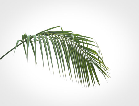 A detailed view of a vibrant green palm frond, isolated on a pure white background. Its delicate leaflets fan out, creating a sense of tropical elegance and simplicity.の写真素材