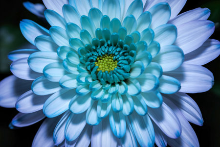 A detailed macro shot of a chrysanthemum, showcasing its delicate white petals with striking blue tips and a vibrant green center.の写真素材