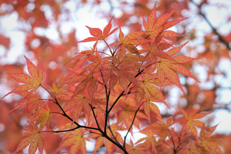 Close-up view of delicate, salmon-pink maple leaves illuminated by soft, diffused sunlight, showcasing their intricate veins and autumnal beauty.の写真素材