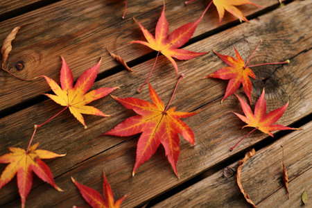 Vibrant red and orange maple leaves are scattered across weathered wooden planks, evoking a classic fall aesthetic.の写真素材