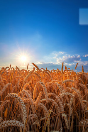 A vast field of ripe golden wheat stalks stretches towards the horizon under a vibrant blue sky with a setting sun.の写真素材