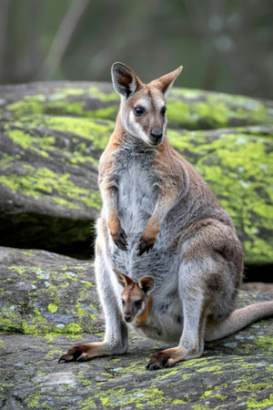 A mother wallaby sits on mossy rocks with her joey peeking out from her pouch, showcasing maternal care in nature.の写真素材