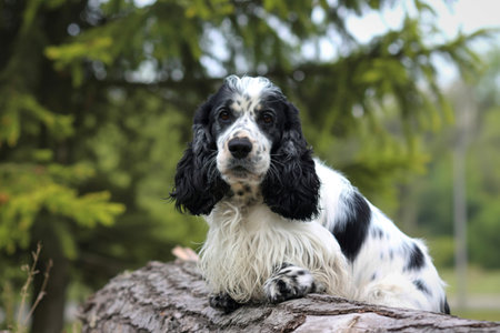 A black and white Cocker Spaniel dog sits attentively on a textured log, surrounded by lush green foliage and trees.の写真素材