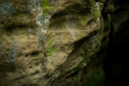 Close-up view of a weathered rock formation covered in patches of green moss and exhibiting natural textures and deep shadows.の写真素材