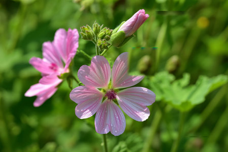 Close-up of two delicate pink mallow flowers with five petals each, surrounded by lush green...