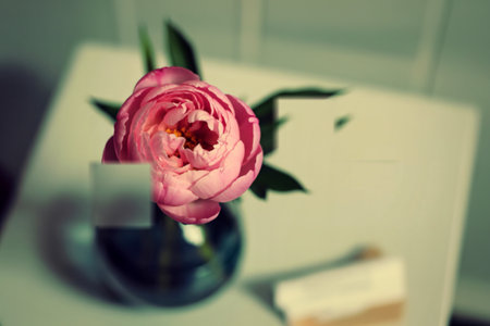A single, soft pink peony flower with lush petals is showcased in a dark glass vase, resting on a light-colored surface.の写真素材