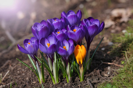 A cluster of purple crocuses stands out against a blurred natural background, with one bright yellow crocus adding a unique contrast.の写真素材