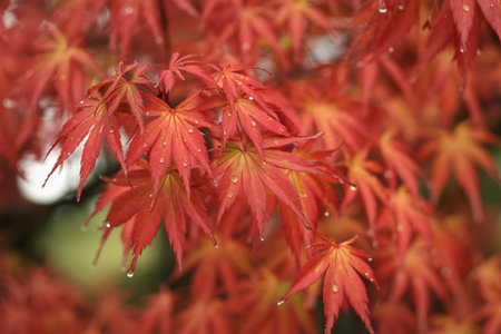 A detailed, close-up view of numerous red maple leaves, showcasing their intricate shapes and...