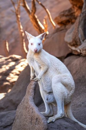 A rare albino kangaroo with striking blue eyes is perched on a rocky surface, its white fur contrasting with the natural environment.の写真素材