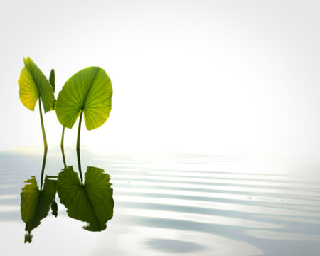 A cluster of vibrant green leaves on thin stems is reflected in the gentle ripples of a bright, minimalist water surface.の写真素材