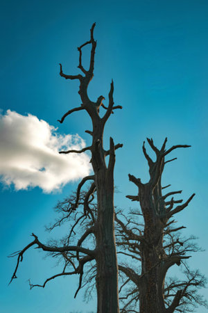 Two stark, skeletal dead trees reach upwards towards a bright blue sky, contrasted by a wispy white...