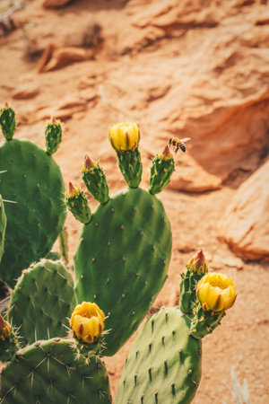 Close-up of prickly pear cactus pads with vibrant yellow flowers blooming against a backdrop of...