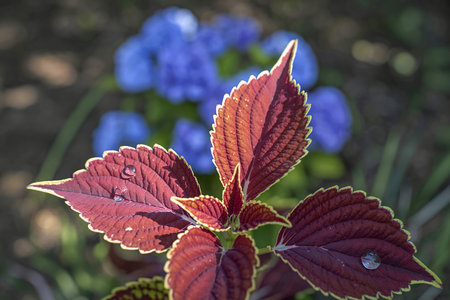 A detailed view of a coleus plant's textured leaves, showcasing deep red hues with green edges, set...