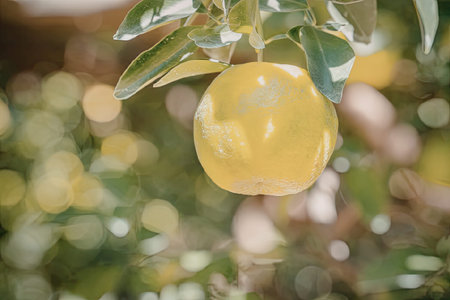 A close-up photo of an orange hanging from a tree branch with blurred leaves in the background.