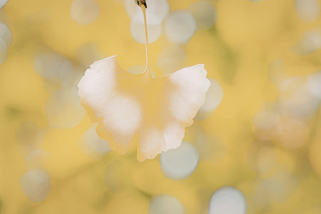 A close-up of a single yellow leaf hanging from a tree branch with a blurred background.の写真素材