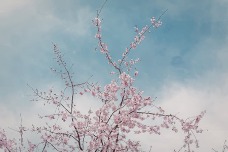 A tree with pink flowers against a blue sky with white clouds