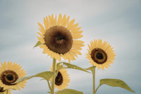 A close-up shot of sunflowers with bright yellow petals and dark centers, set against a serene blue sky with white clouds.の写真素材