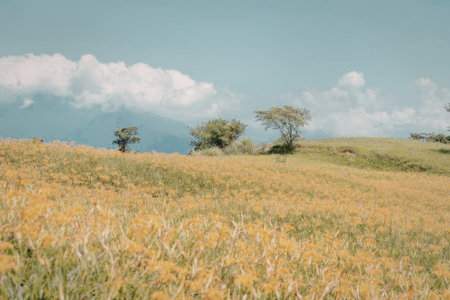 a field of yellow flowers on a green grassy hill with trees in the background