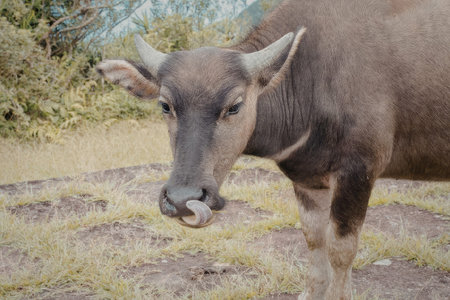 A brown buffalo standing in a grassy field