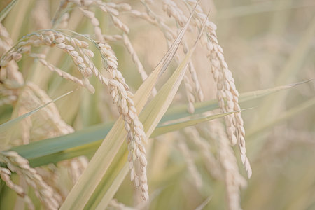 This image shows a close-up view of rice plants in a field. The focus is on the golden brown rice grains and green leaves.の写真素材