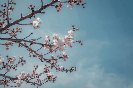 A close-up view of cherry blossom branches with pink flowers against a clear blue sky.
