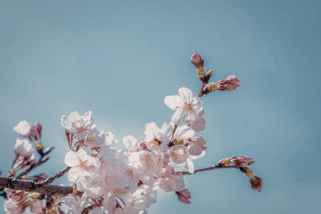 A branch of cherry blossoms with pink flowers and buds against a clear blue sky.