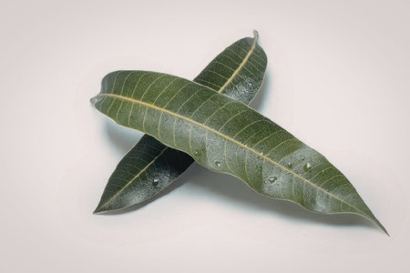 Three green leaves with yellow veins on a white background