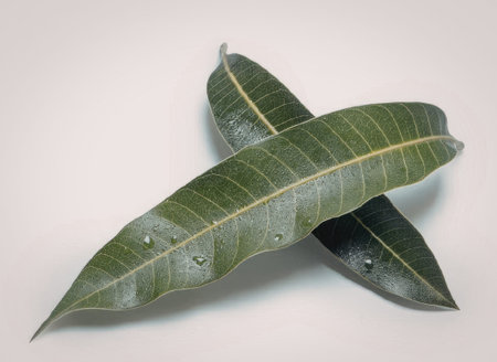 A close-up view of three fresh green leaves with water droplets on them, set against a plain white...