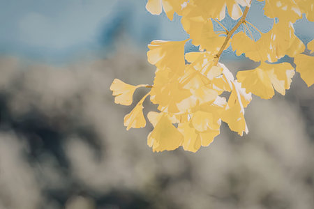 A close-up of vibrant yellow ginkgo leaves against a blurred green and blue background, capturing...