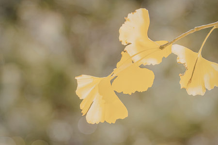 A close-up photo of bright yellow ginkgo leaves against a blurred green background.