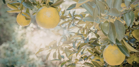 A close-up view of oranges hanging from tree branches with leaves, bathed in sunlight.