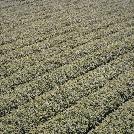 A vast field of neatly arranged green tea plants in rows, showcasing a serene and organized...