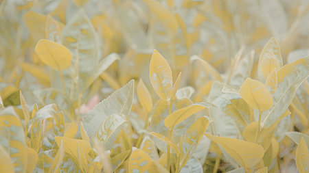 A close-up view of vibrant green leaves with dew drops, showcasing their texture and freshness.