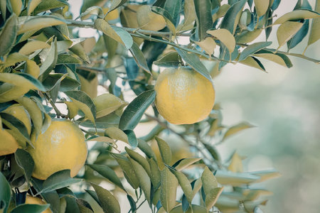 A close-up view of lemons hanging from a tree branch surrounded by lush green leaves.