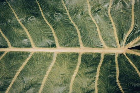A close-up view of a green leaf showcasing its intricate network of yellow veins