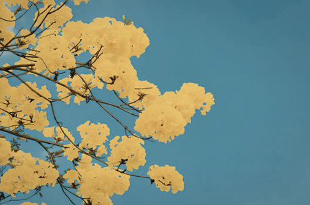 A branch of bright yellow flowers against a clear blue sky