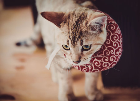 A cat wearing a red Elizabethan collar with white swirls, looking down with a slightly annoyed expression.の写真素材