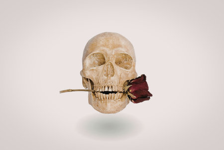 A human skull with a red rose stuck between its teeth, set against a white background.