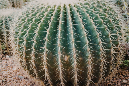 A large, green, spiny cactus is shown in a close-up view, highlighting its intricate texture and...